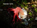 Aseroe rubra-amf379-1